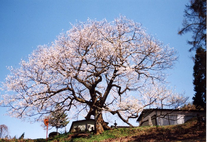 村天然記念物 立屋（たてや）の桜